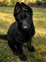 Willow, a female German Shepherd Dog for sale in Florence, AL – 1 of 6