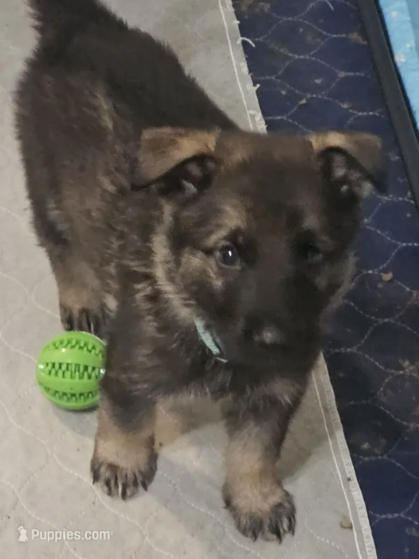 Light Blue male – German Shepherd Dog puppy for sale in Florence, AL