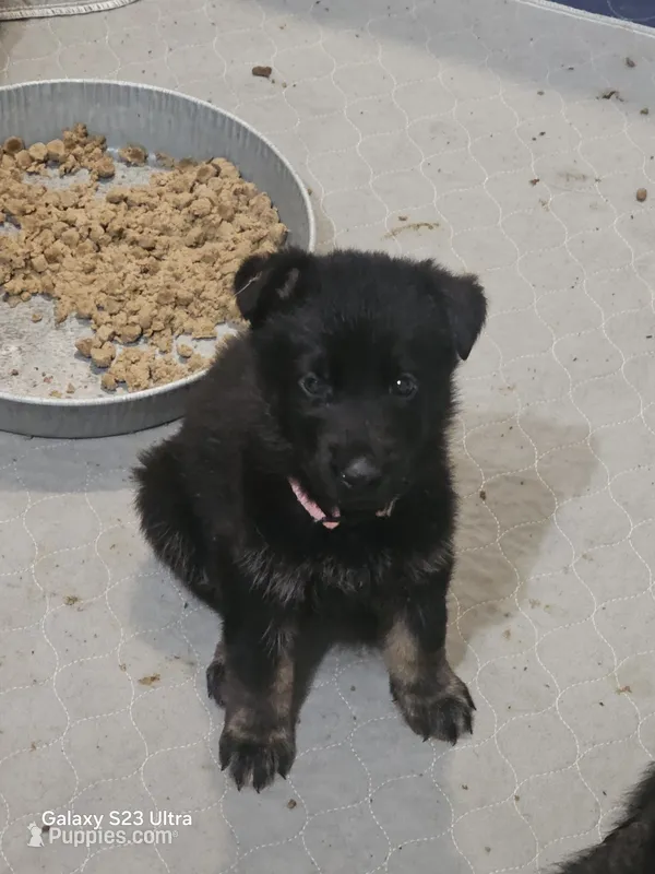 Pink female – German Shepherd Dog puppy for sale in Florence, AL