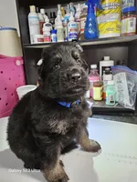 Blue, a male German Shepherd Dog for sale in Florence, AL – 3 of 4
