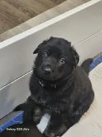 Brown collar , a female German Shepherd Dog for sale in Florence, AL – Photo 3 of 3