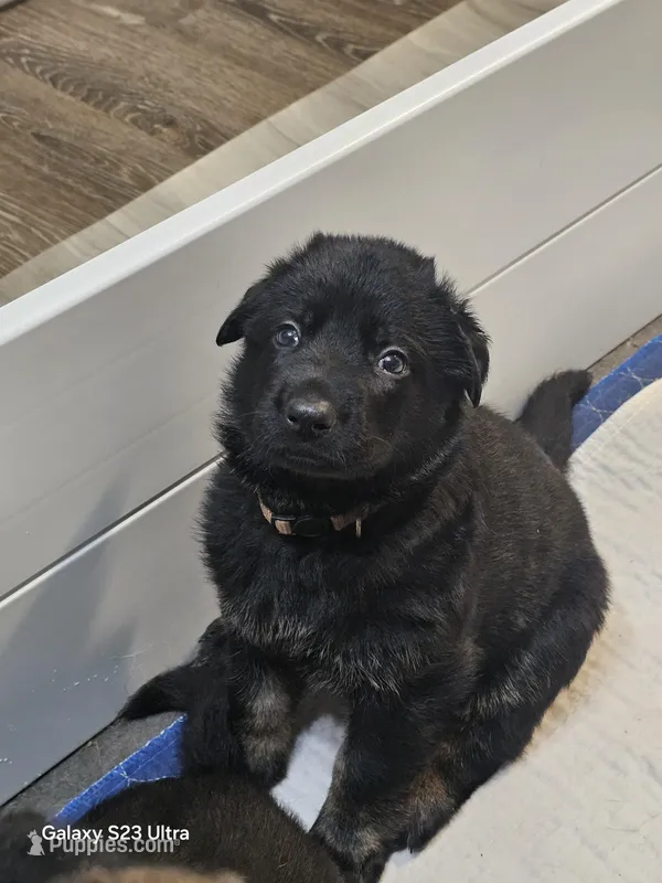 Brown collar  – German Shepherd Dog puppy for sale in Florence, AL