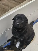 Brown collar , a female German Shepherd Dog for sale in Florence, AL – Photo 1 of 3