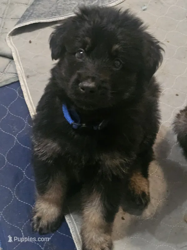 Blue – German Shepherd Dog puppy for sale in Florence, AL