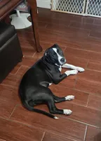 Sadie, a female American Pit Bull Terrier and American Mastiff for sale in Tampa, FL – 2 of 2