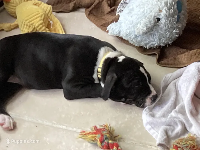 Pink 2 – American Pit Bull Terrier, American Mastiff puppy for sale in Tampa, FL