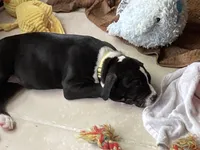 Pink 2, a female American Pit Bull Terrier and American Mastiff for sale in Tampa, FL – Photo 1 of 4