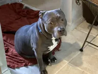 Blue 4, a male American Pit Bull Terrier and American Mastiff for sale in Tampa, FL – Photo 4 of 5