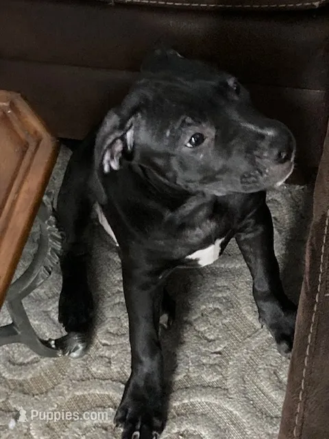 Blue 1 – American Pit Bull Terrier, American Mastiff puppy for sale in Tampa, FL