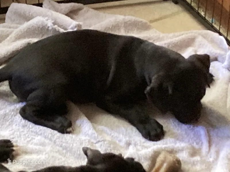 Blue  – American Pit Bull Terrier, American Mastiff puppy for sale in Tampa, FL