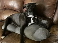 Blue , a male American Pit Bull Terrier and American Mastiff for sale in Tampa, FL – Photo 6 of 6