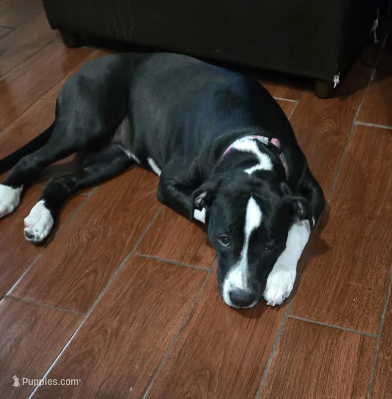 Sadie – American Pit Bull Terrier, American Mastiff puppy for sale in Tampa, FL