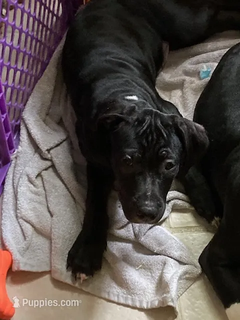 Blue 2 – American Pit Bull Terrier, American Mastiff puppy for sale in Tampa, FL