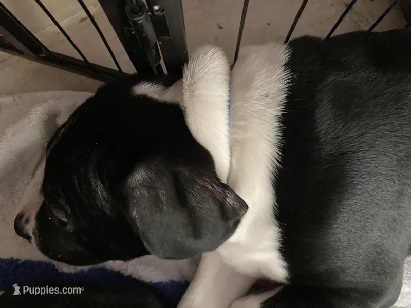 Blue 2 – American Pit Bull Terrier, American Mastiff puppy for sale in Tampa, FL