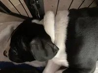 Blue 2, a male American Pit Bull Terrier and American Mastiff for sale in Tampa, FL – Photo 1 of 4