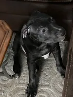 Blue 2, a male American Pit Bull Terrier and American Mastiff for sale in Tampa, FL – 2 of 5