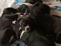 Blue 6, a male American Pit Bull Terrier and American Mastiff for sale in Tampa, FL – Photo 3 of 5