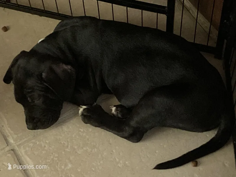 Blue 6 – American Pit Bull Terrier, American Mastiff puppy for sale in Tampa, FL