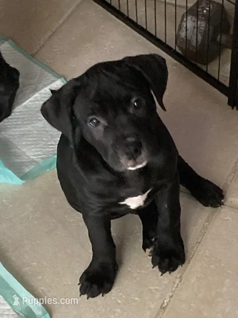 Blue 5 – American Pit Bull Terrier, American Mastiff puppy for sale in Tampa, FL