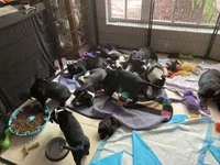 Pink, a female American Pit Bull Terrier and American Mastiff for sale in Tampa, FL – Photo 5 of 5