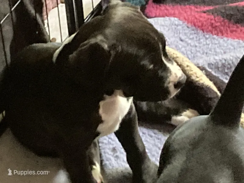 Pink – American Pit Bull Terrier, American Mastiff puppy for sale in Tampa, FL