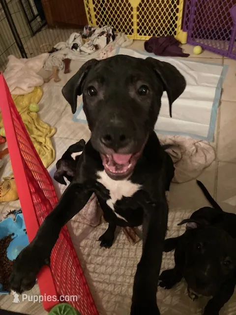 Blue 2 – American Pit Bull Terrier, American Mastiff puppy for sale in Tampa, FL