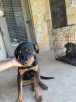 Blackie, a female Rottweiler for sale in Killeen, TX – 3 of 7