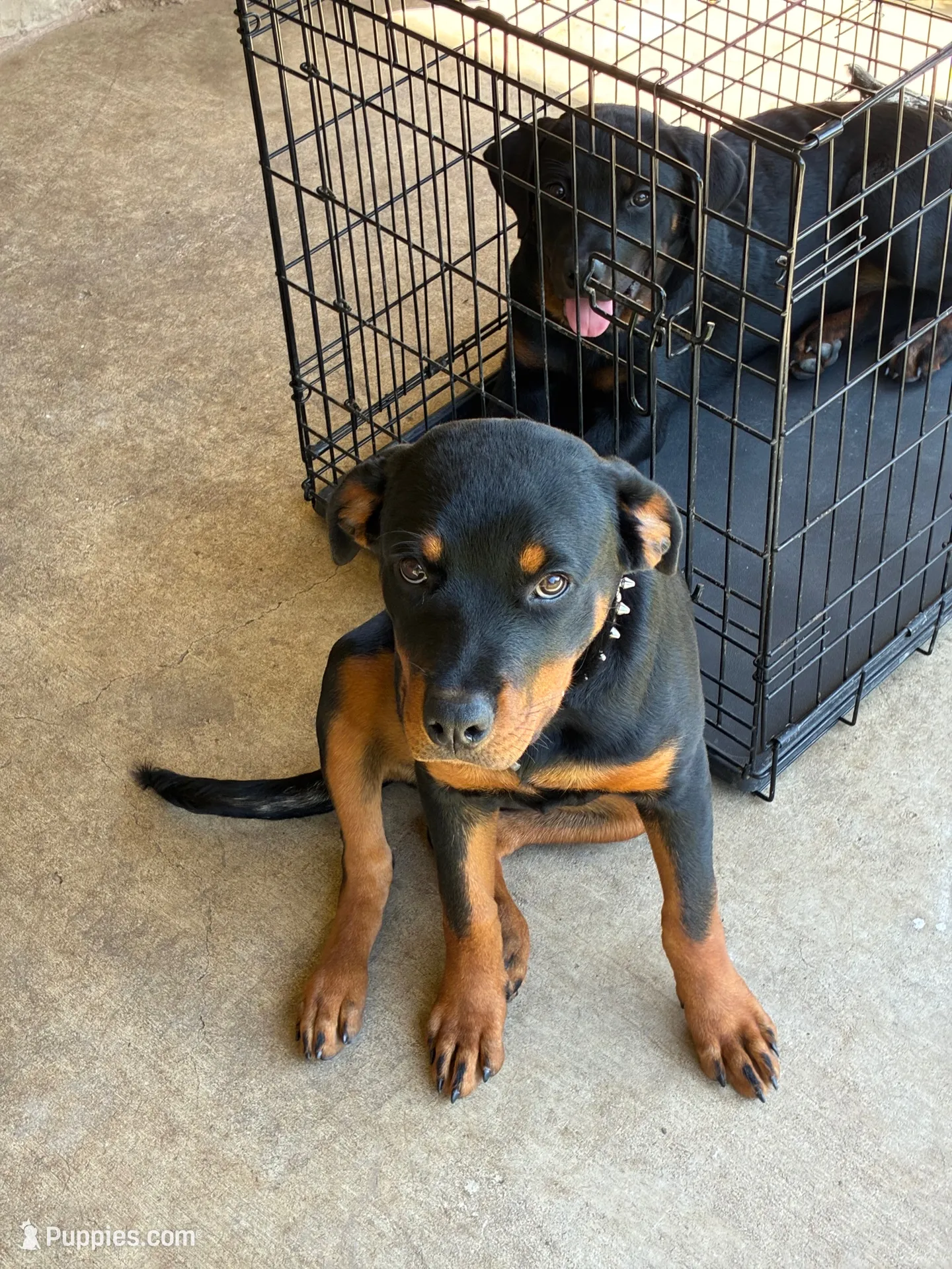 Blackie, a female Rottweiler for sale in Killeen, TX – 5 of 7