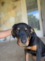 Blackie, a female Rottweiler for sale in Killeen, TX – 4 of 7