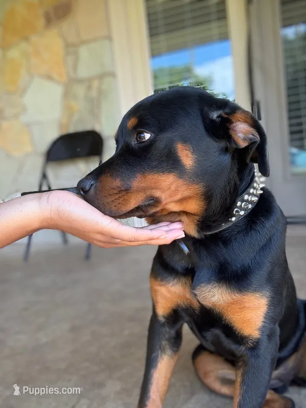 Blackie – Rottweiler puppy for sale in Killeen, TX