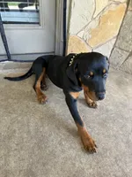 Blackie, a female Rottweiler for sale in Killeen, TX – 2 of 7