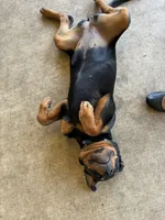 Blackie, a female Rottweiler for sale in Killeen, TX – 7 of 7