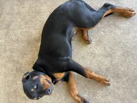Blackie, a female Rottweiler for sale in Killeen, TX – 6 of 7