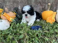Kit -dark blue, a male Shih Tzu for sale in Richland, MO – 3 of 3