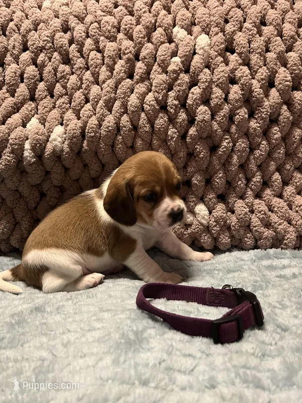 Purple – Beagle puppy for sale in Richland, MO