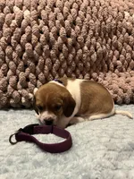 Purple, a female Beagle for sale in Richland, MO – Photo 2 of 2