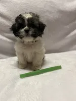 Emma- Green, a female Bichon Frise and Shih Tzu for sale in Richland, MO – 2 of 3
