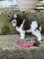 Teddy bear pink , a female Bichon Frise and Shih Tzu for sale in Richland, MO – 2 of 2