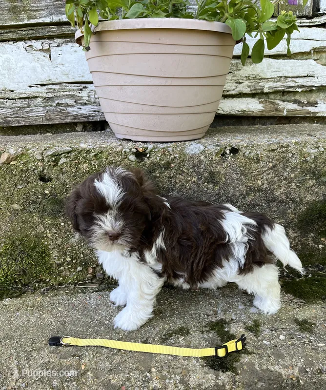 Teddy bear yellow – Bichon Frise, Shih Tzu puppy for sale in Richland, MO