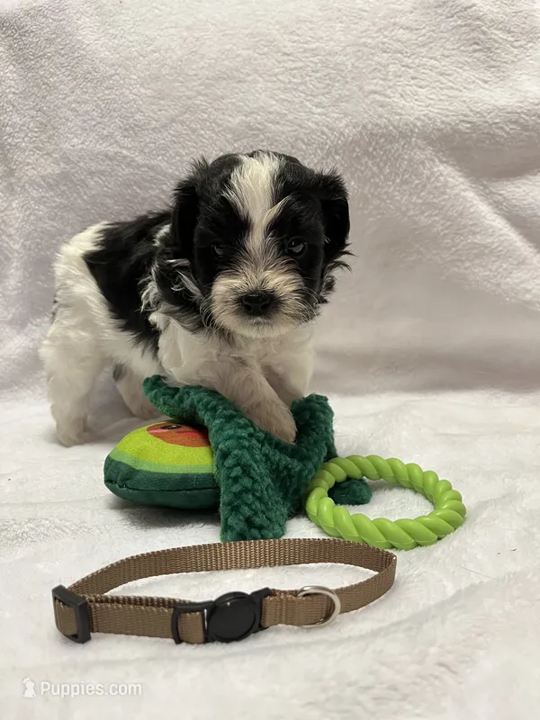 Susie -Brown – Bichon Frise, Shih Tzu puppy for sale in Richland, MO