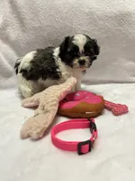 Susie -Pink, a female Bichon Frise and Shih Tzu for sale in Richland, MO – 1 of 3