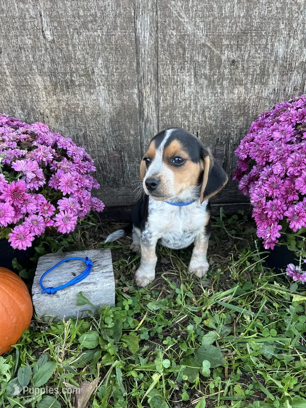 Tick- blue – Beagle puppy for sale in Richland, MO