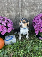 Tick- blue, a male Beagle for sale in Richland, MO – 1 of 2