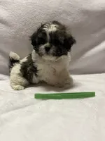 Emma- Green, a female Bichon Frise and Shih Tzu for sale in Richland, MO – 3 of 3