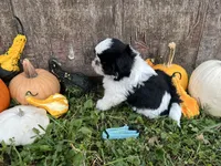 Kit light blue, a male Shih Tzu for sale in Richland, MO – 1 of 4
