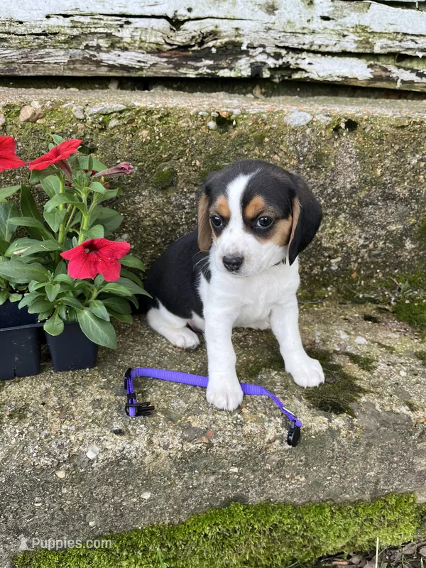 Purple – Beagle puppy for sale in Richland, MO