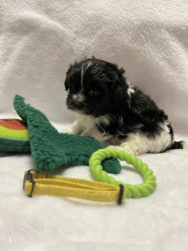 Susie - Yellow – Bichon Frise, Shih Tzu puppy for sale in Richland, MO