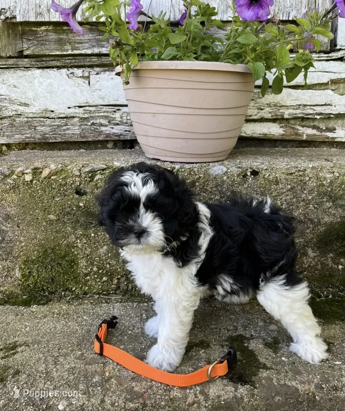 Teddy bear orange – Bichon Frise, Shih Tzu puppy for sale in Richland, MO