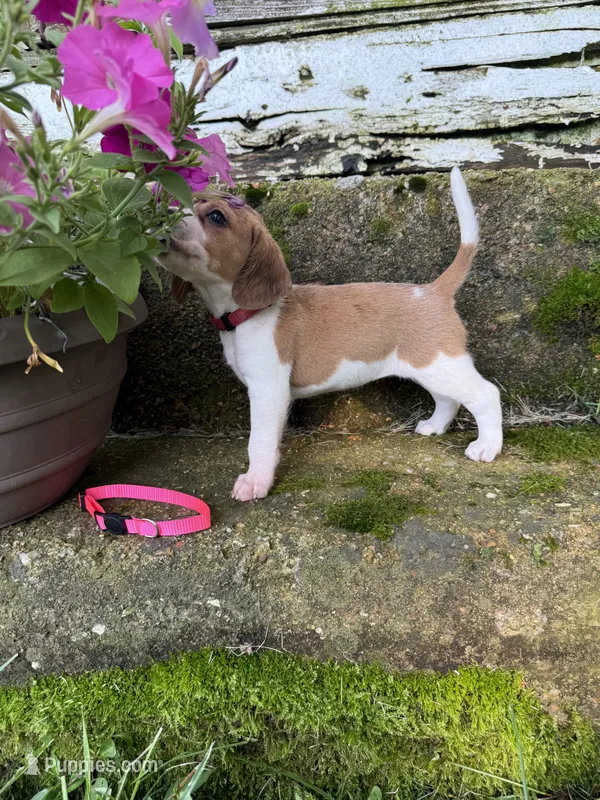 Pink – Beagle puppy for sale in Richland, MO