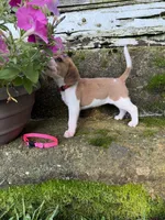 Pink, a female Beagle for sale in Richland, MO – 1 of 3